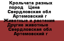 Крольчата разных пород › Цена ­ 200 - Свердловская обл., Артемовский г. Животные и растения » Другие животные   . Свердловская обл.,Артемовский г.